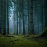 Розуміння та управління фобіями: вичерпний посібник