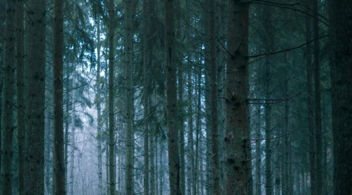 Fobieën begrijpen en beheren: een uitgebreide gids