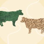 Вигодовування травою проти звичайного вершкового масла: чітке порівняння