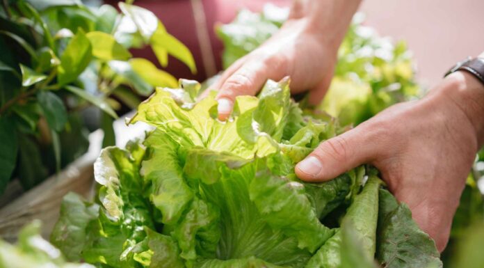 Дивовижні переваги салату для здоров’я: вичерпний посібник
