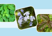 Plants That Cause Rashes: A Guide to Identifying and Treating Skin Irritations