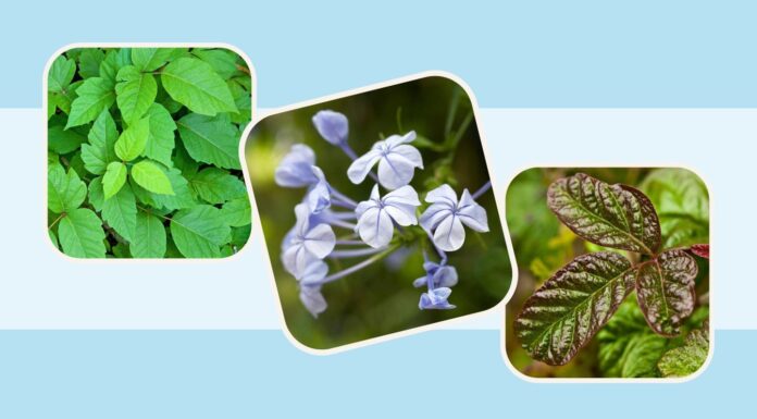 Растения, Вызывающие Сыпь: Руководство по Определению и Лечению Раздражений Кожи