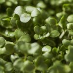 Сульфорафан: Мощное Соединение для Профилактики Рака, Здоровья Сердца и Функций Мозга