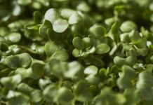Sulforaphane : un composé puissant pour la prévention du cancer, la santé cardiaque et la fonction cérébrale