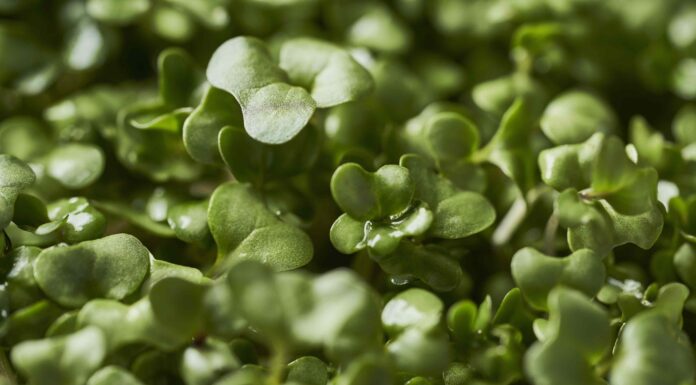 Сульфорафан: Мощное Соединение для Профилактики Рака, Здоровья Сердца и Функций Мозга