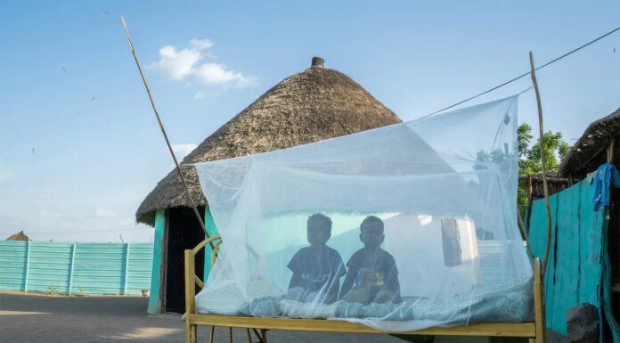 Смертельний перетин війни та малярії: чому конфлікти провокують кризу охорони здоров’я