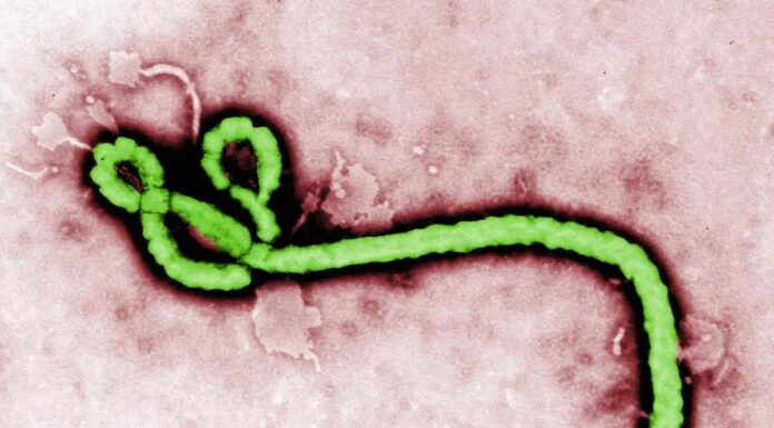Эбола вернулся, и это уже «другой зверь»