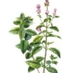 Користь м’яти перцевої: як використовувати її для полегшення травлення та болю