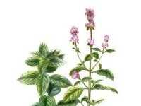 Avantages du thé à la menthe poivrée : comment l’utiliser pour le soulagement digestif et la douleur