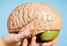 Brain Donation: How to Donate Your Brain to Science