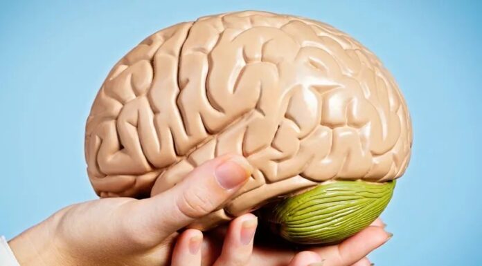 Brain Donation: come donare il tuo cervello alla scienza